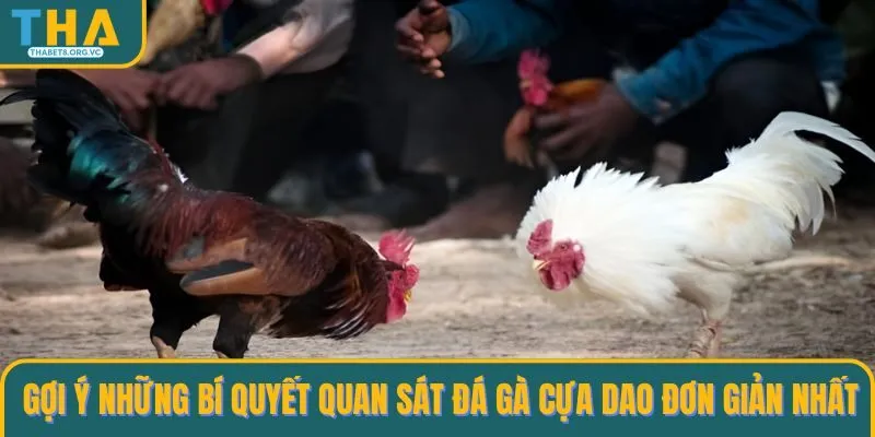 Gợi ý những bí quyết quan sát đá gà cựa dao đơn giản nhất