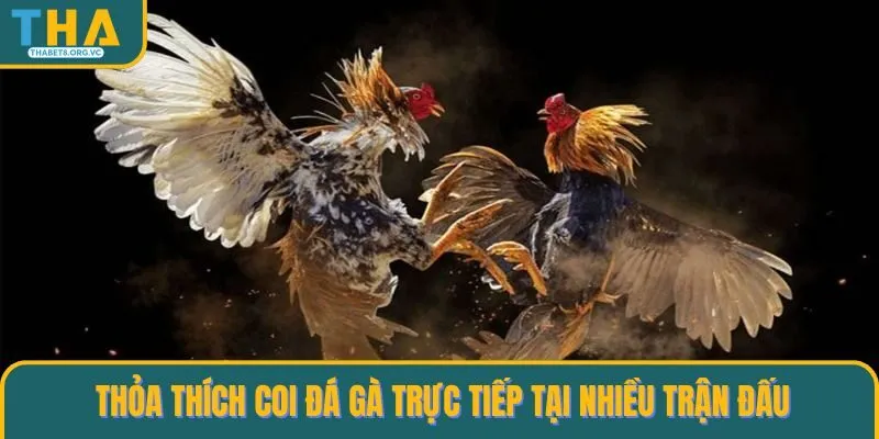 Coi đá gà trực tiếp