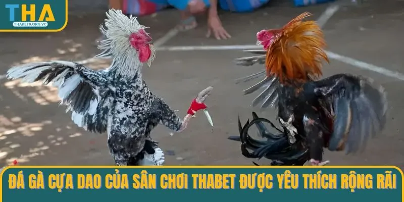 Đá gà cựa dao của sân chơi THABET được yêu thích rộng rãi