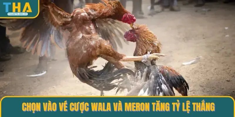 Chọn vào vé cược Wala và Meron tăng tỷ lệ thắng