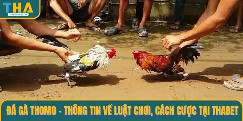 Đá gà Thomo