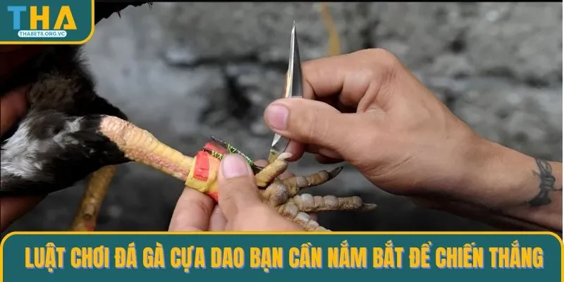 Luật chơi đá gà cựa dao bạn cần nắm bắt để chiến thắng