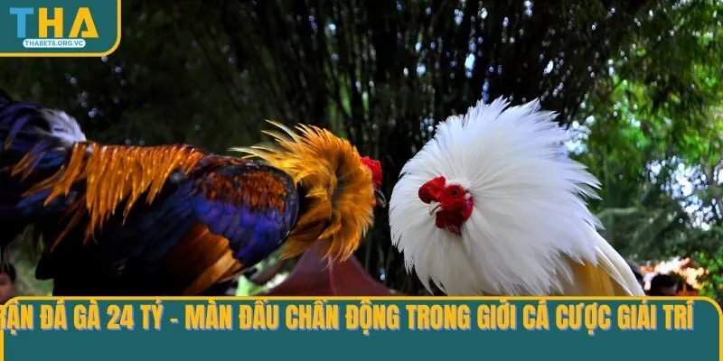 Trận đá gà 24 tỷ